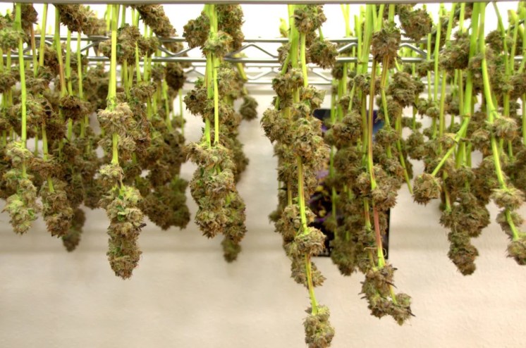 Harvested cannabis hangs to dry.