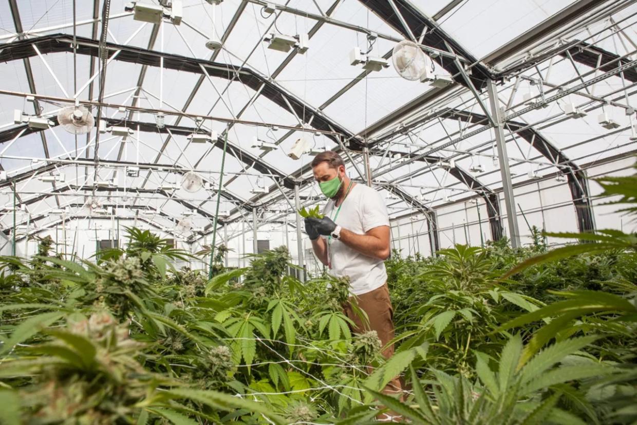 The Ten Biggest Marijuana Stories of 2020