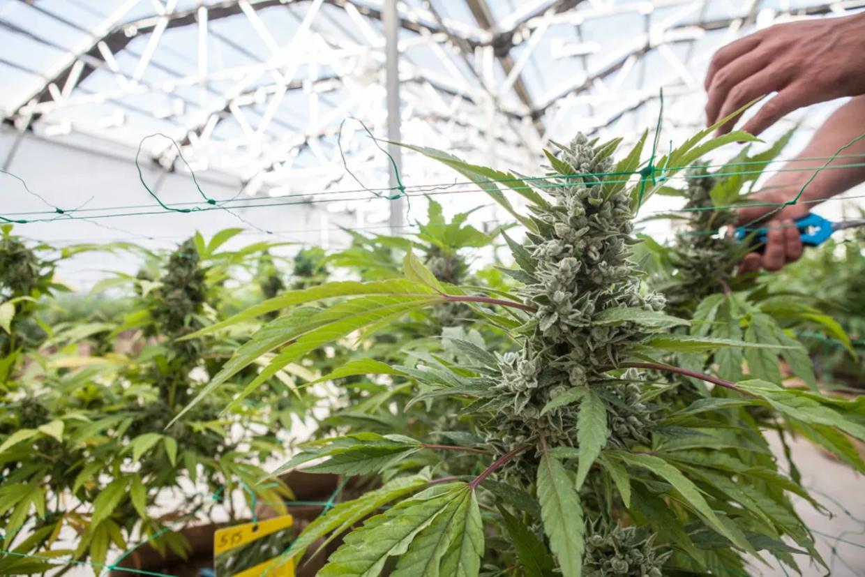 Denver Regulators Update Marijuana Proposal Before Submitting to Council