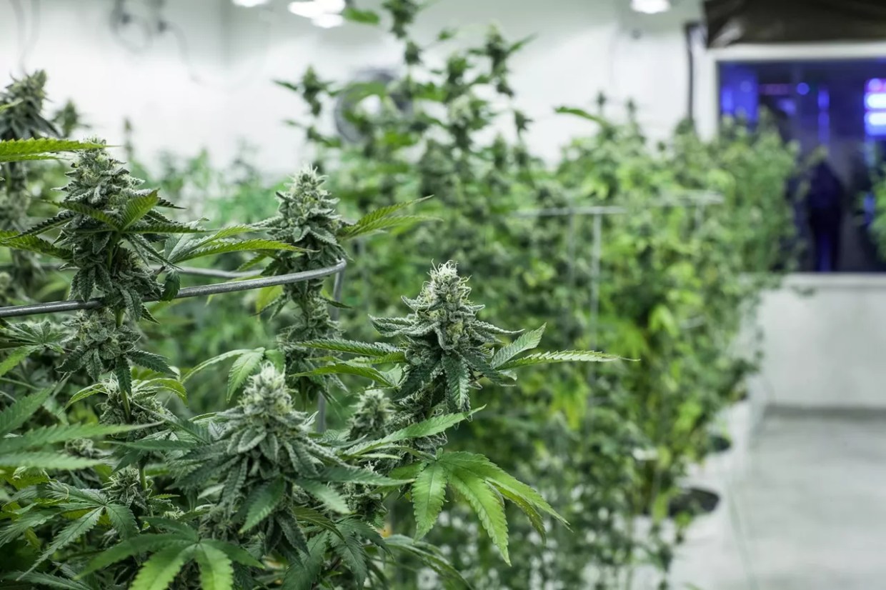 Where Does Legal Marijuana Go Under a Blue Senate?