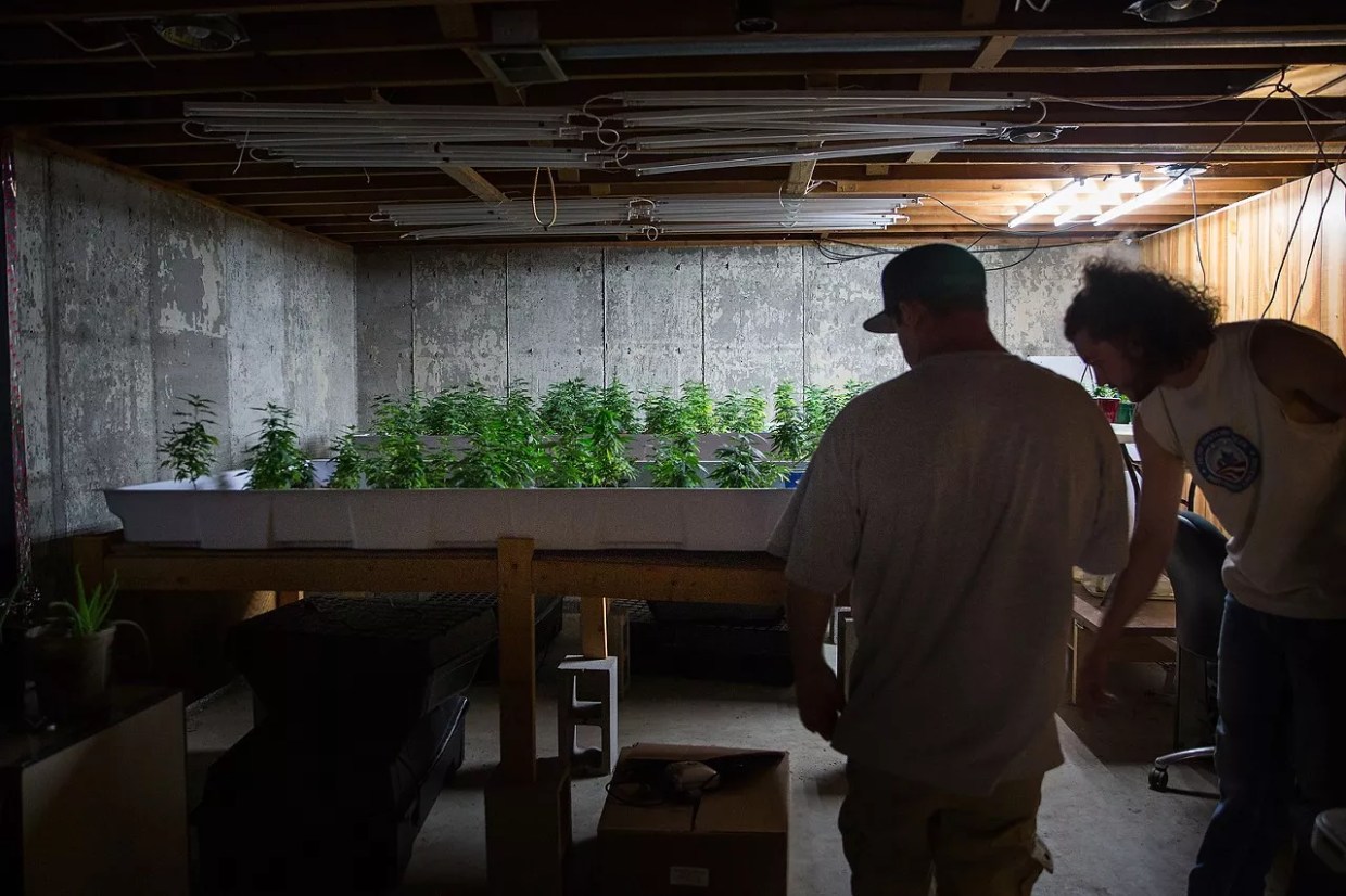 Last Year Ended With 135 Million Pounds of Leftover Hemp, Report Shows