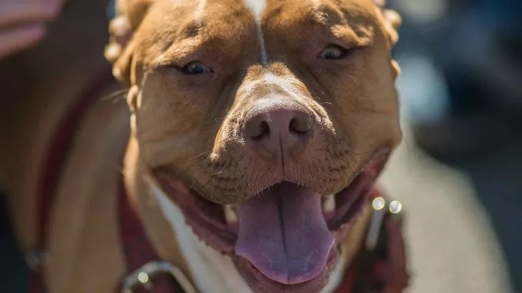 Lawsuit Threatened to Stop Aurora From Repealing Pit Bull Ban