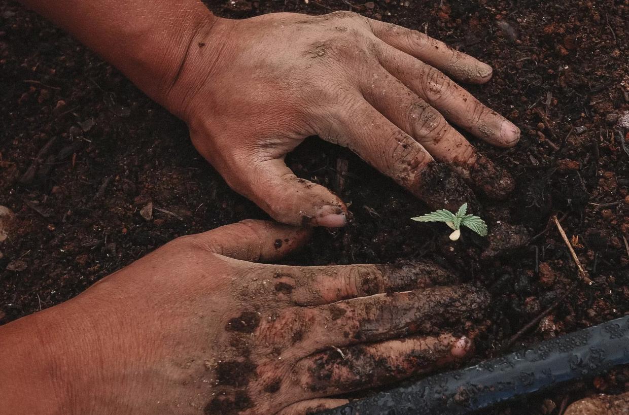 State Seeking Committee Members to Steer Hemp Center of Excellence