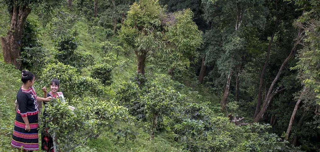 Tea and Jam: A Boulderite Helps Launch a Grateful Dead Tea Brand