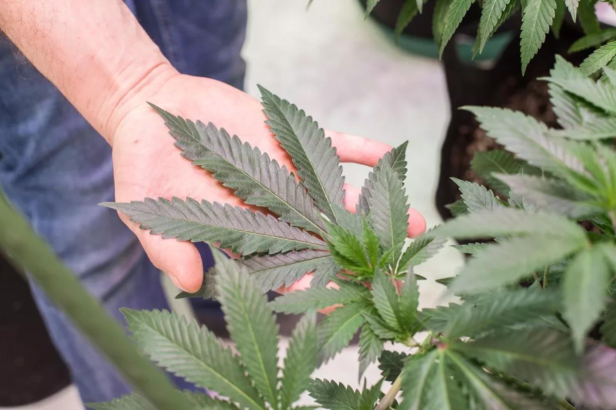 Marijuana Cultivation Workers in Denver Push for Unionization