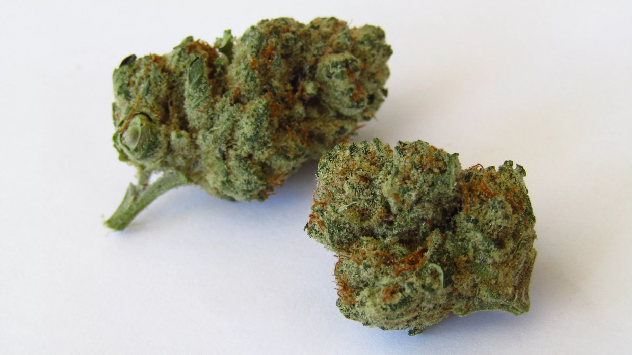 Why Colorado Tokers Love Holy Grail Kush