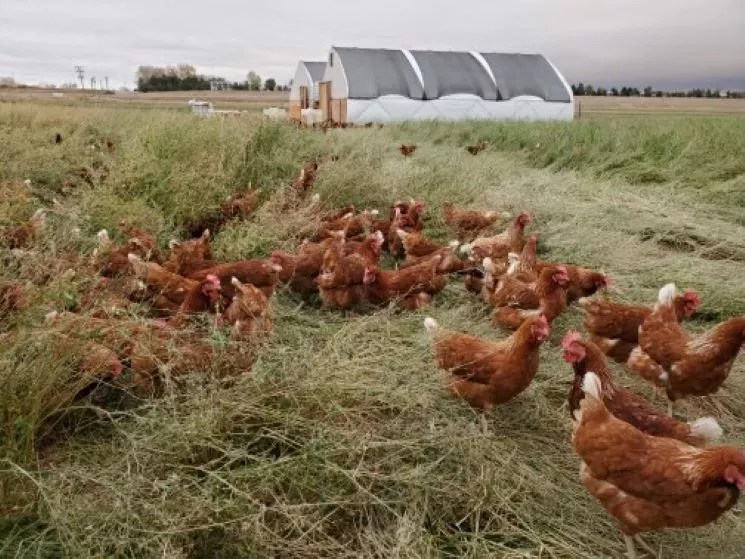 There’s Actually a High Season for Eggs — and It’s Right Now