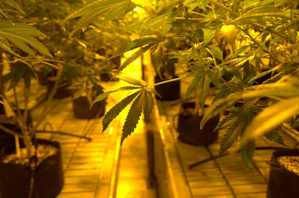 Colorado Adopts New Marijuana Mold and Potency Testing Rules