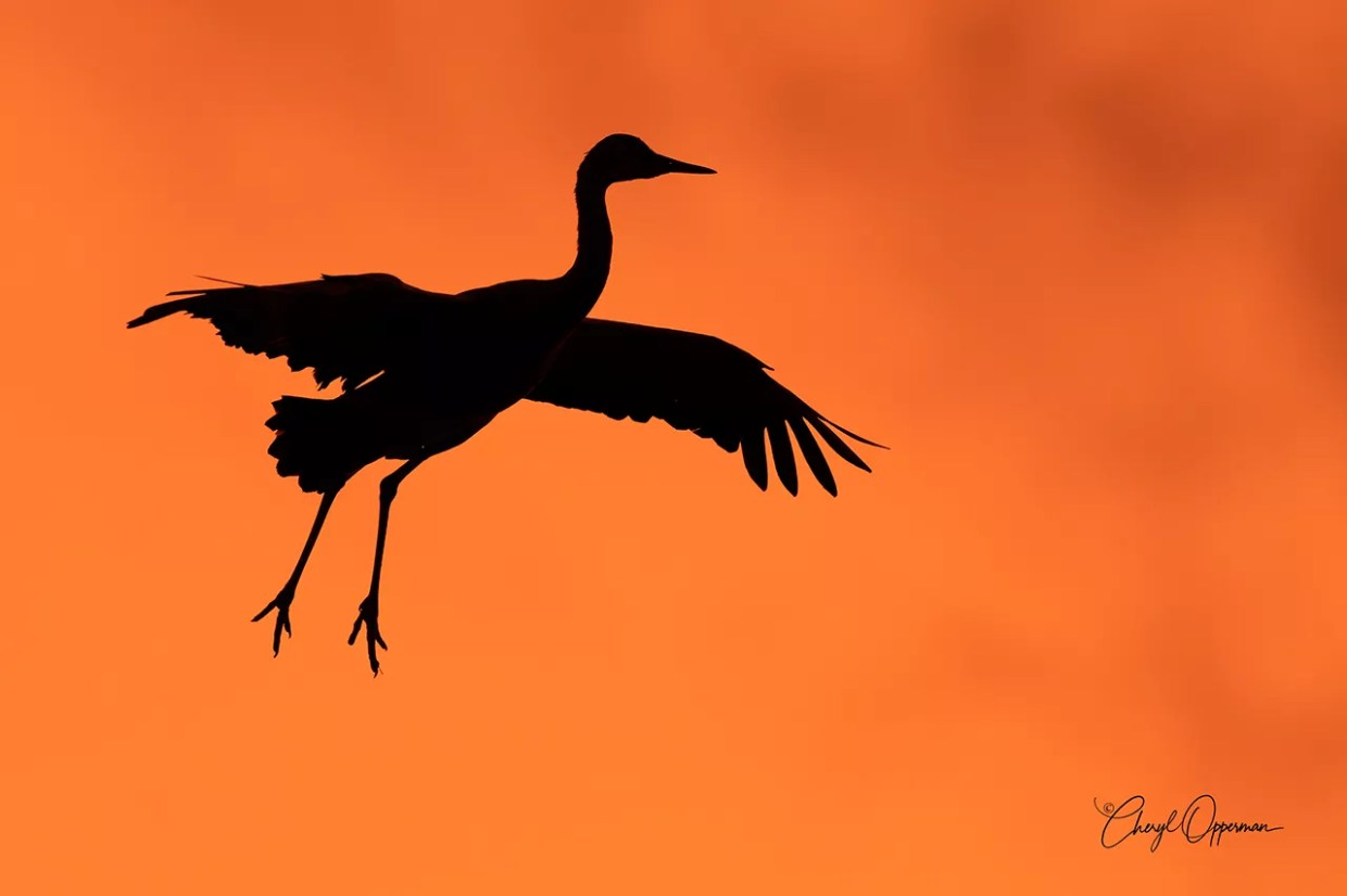 As Birdwatching Takes Wing in Colorado, Here’s Where to Start