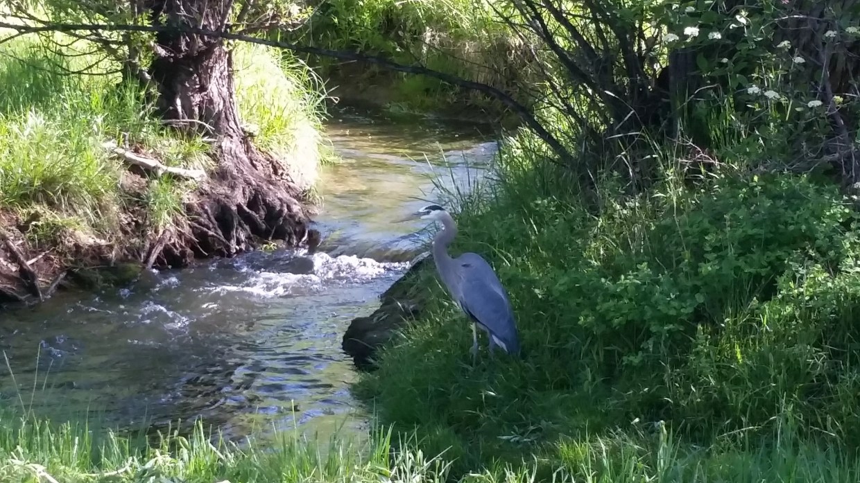 Amazon Plan for Arvada Isn’t Prime, Neighborhood Group Says