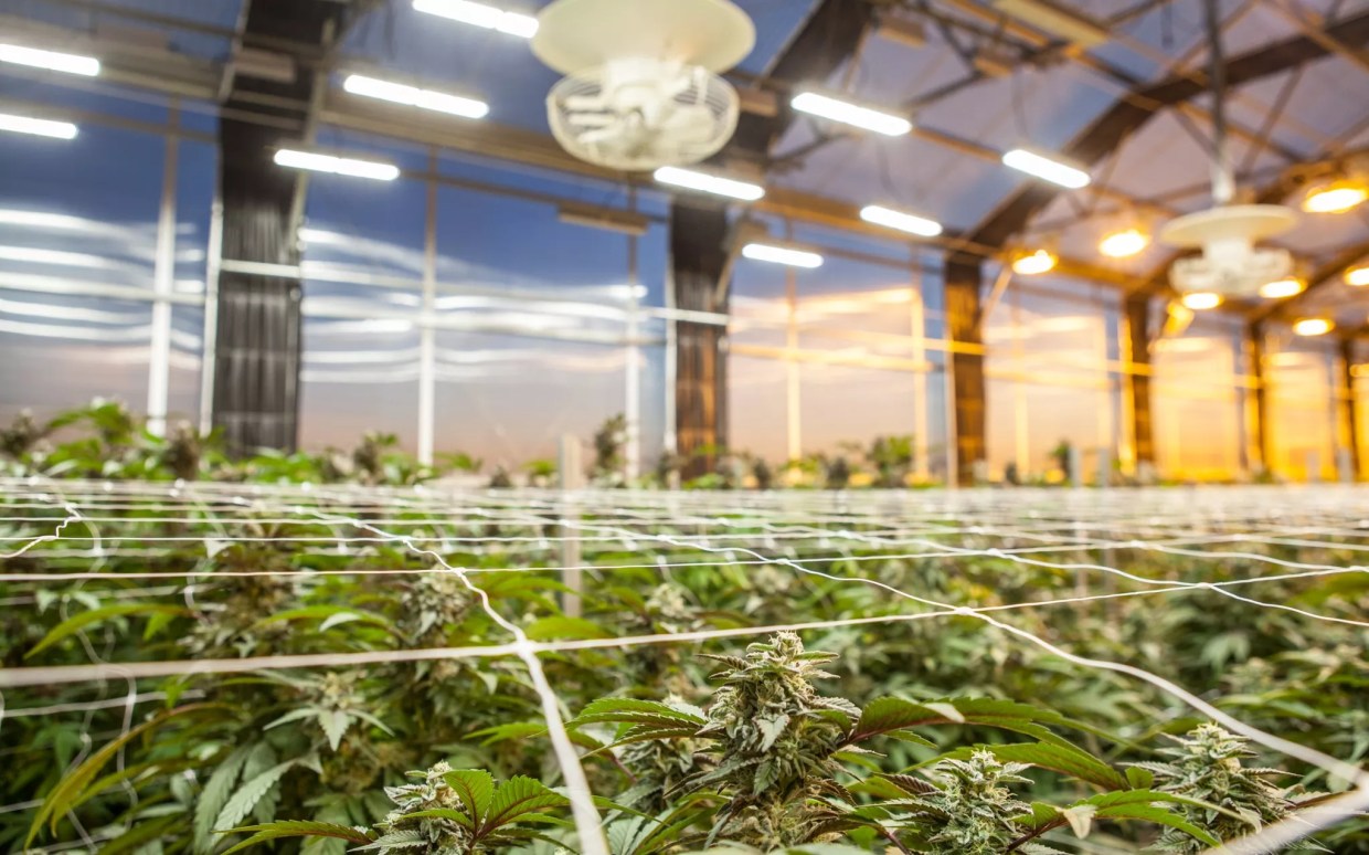 What Unlocking the Genomes of Marijuana Strains Tells Us