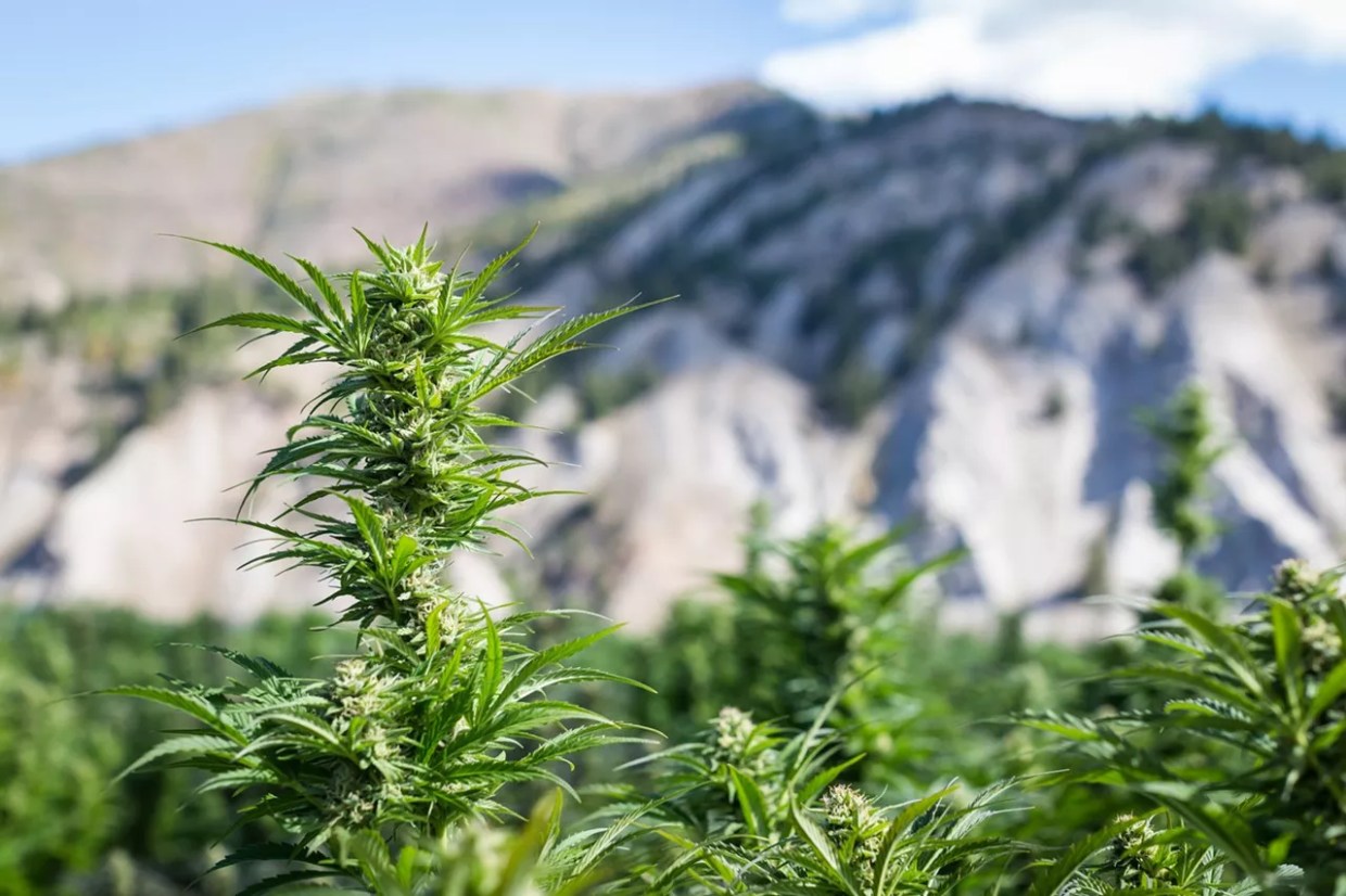 Puff, Puff, Scribe: Who Wants to Be a Cannabis Intern?