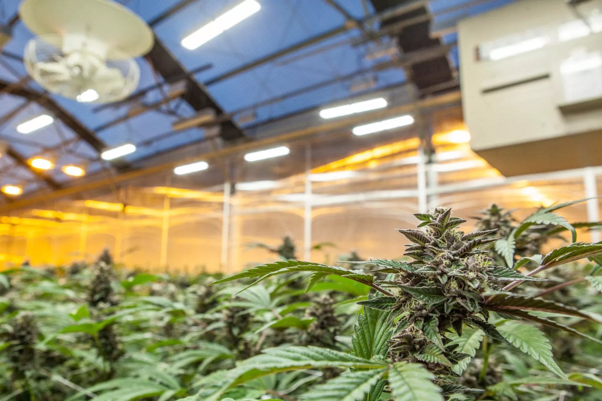 Colorado Reassessing Marijuana Taxes in Anticipation of Federal Legalization