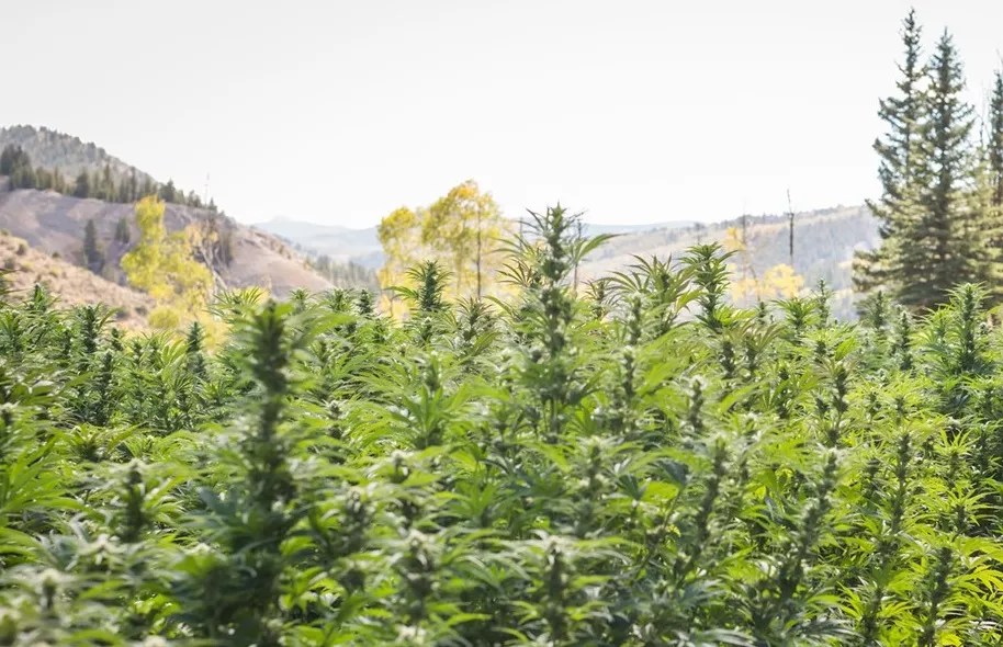 Colorado Cannabis Has a Pollination Problem to Address