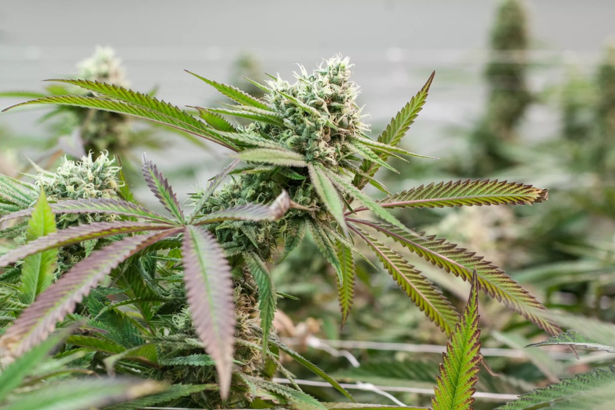 Mercury Levels Flag Medical Marijuana Recall