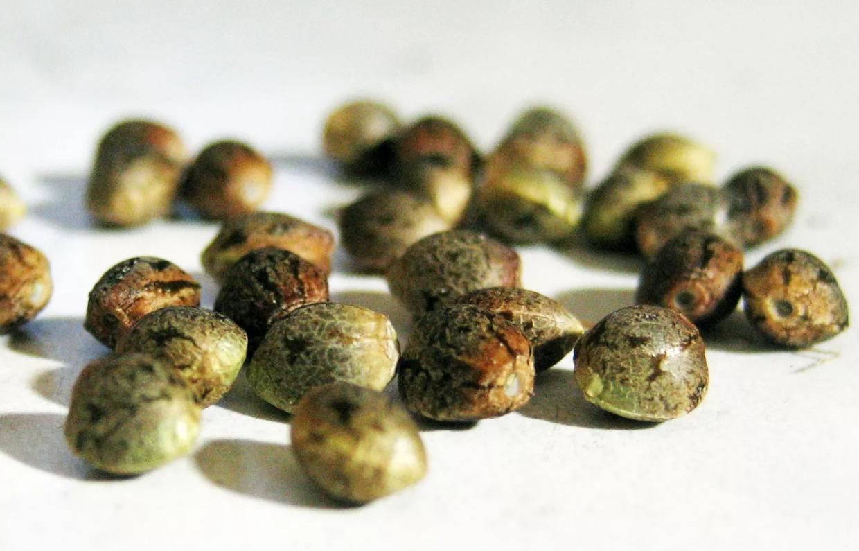 Opinion: The Hazy Legal Future of Cannabis Seeds