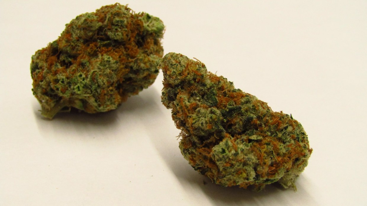 Why Colorado Tokers Love Roasted Garlic Margy