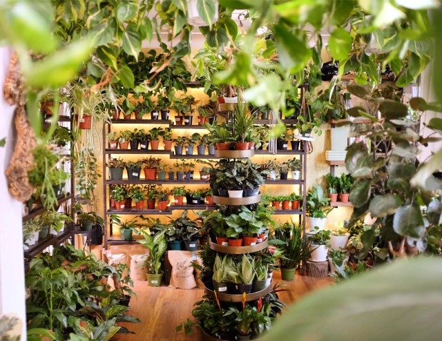 interior of a plant store
