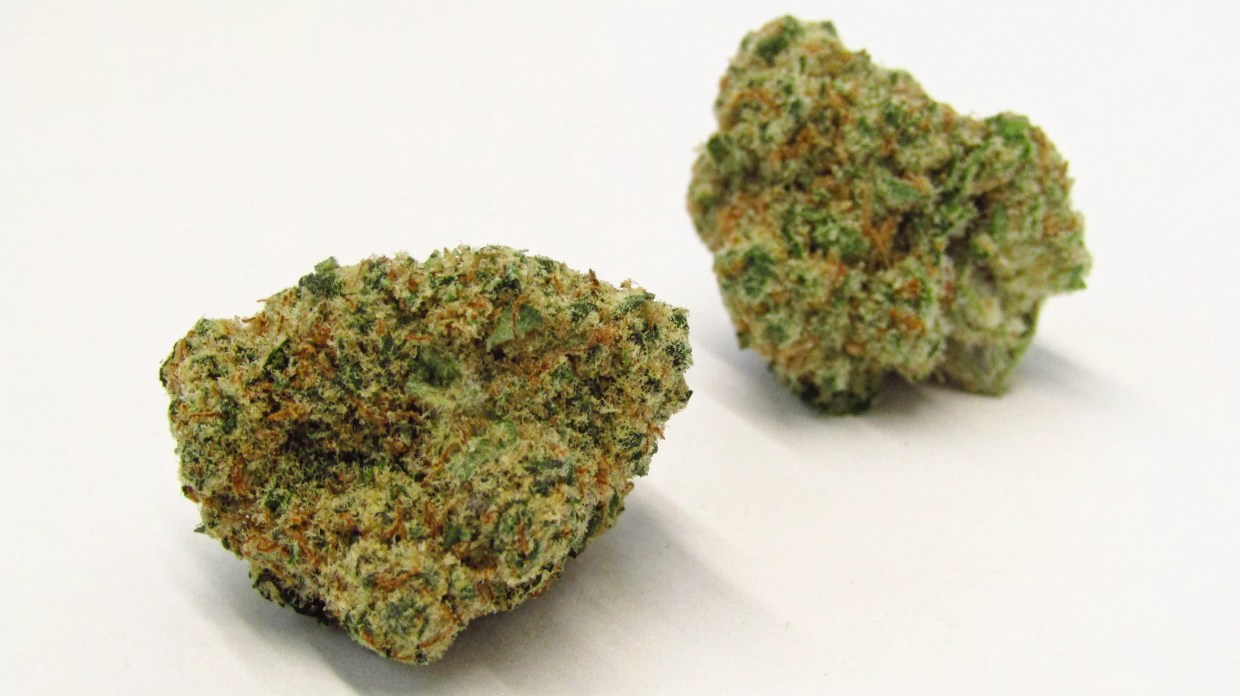 Why Colorado Tokers Love Monkey Spunk