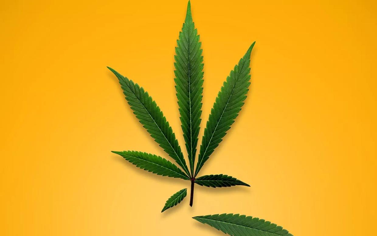 Medical Marijuana Access Bill Will Be Pulled Without Testimony