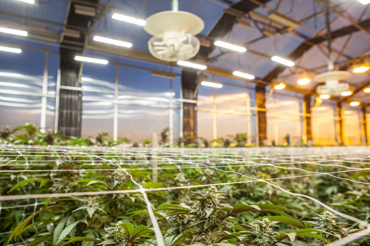 Denver Native’s App Aims to Incentivize Recycling at Marijuana Stores