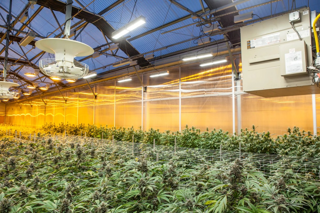 Indoor marijuana plants grow under lights in a warehouse