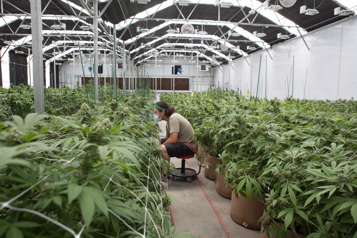 Colorado Lawmakers Want More Marijuana Industry Oversight