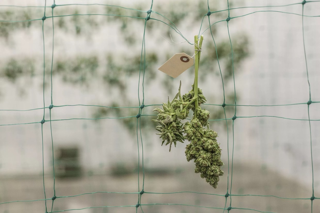 Denver’s Hold on Colorado’s Marijuana Market Is Shrinking