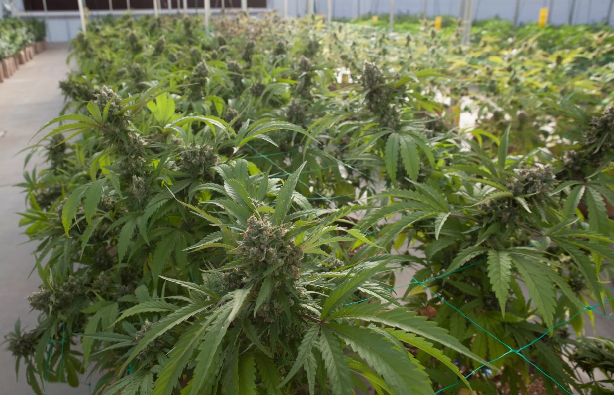 After COVID Hiatus, CU’s Marijuana Research Needs One Extra Year of Funding