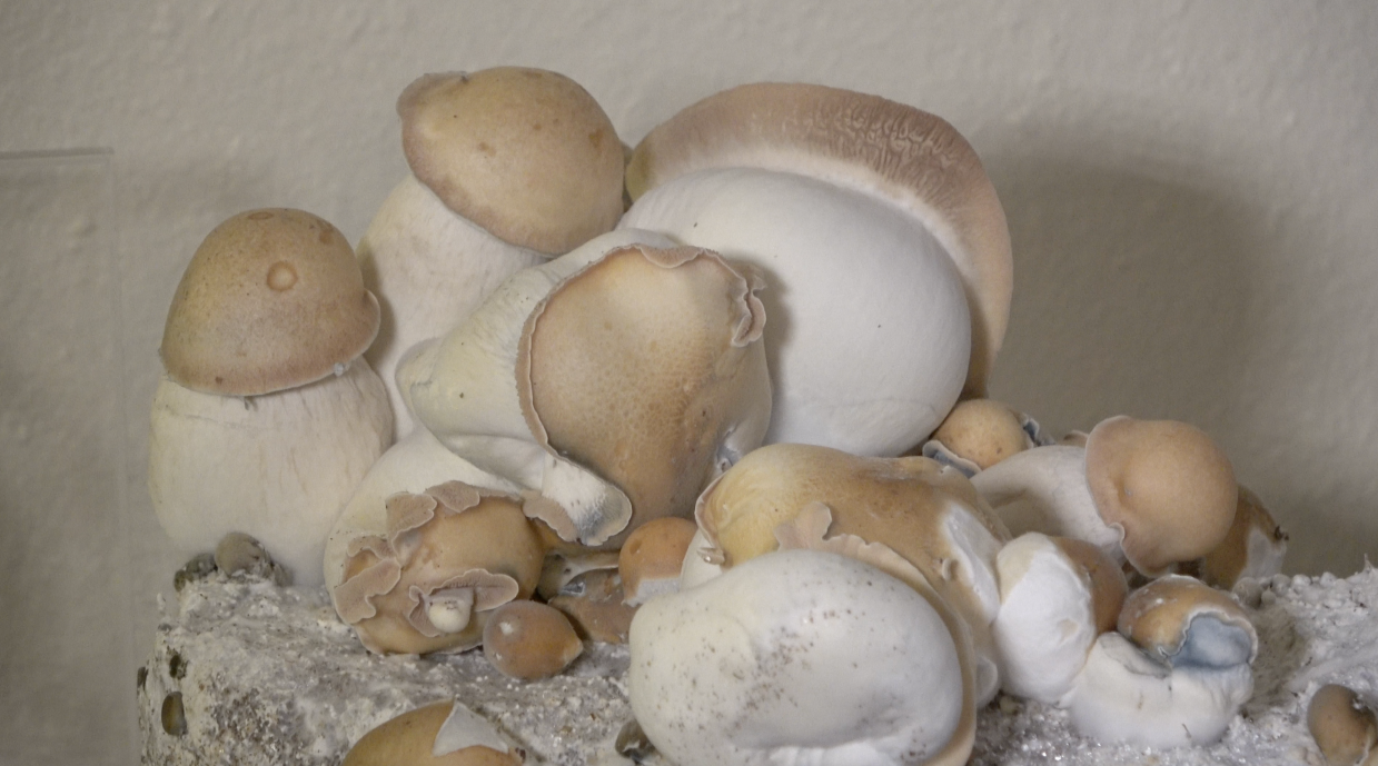 Two Psychedelics Initiatives Pushing for November Ballot in Colorado