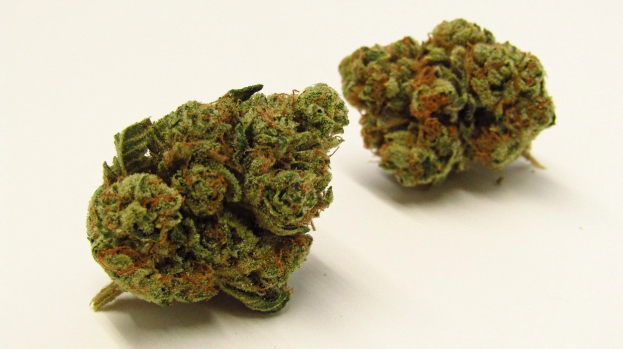 Why Colorado Tokers Love Gator Breath