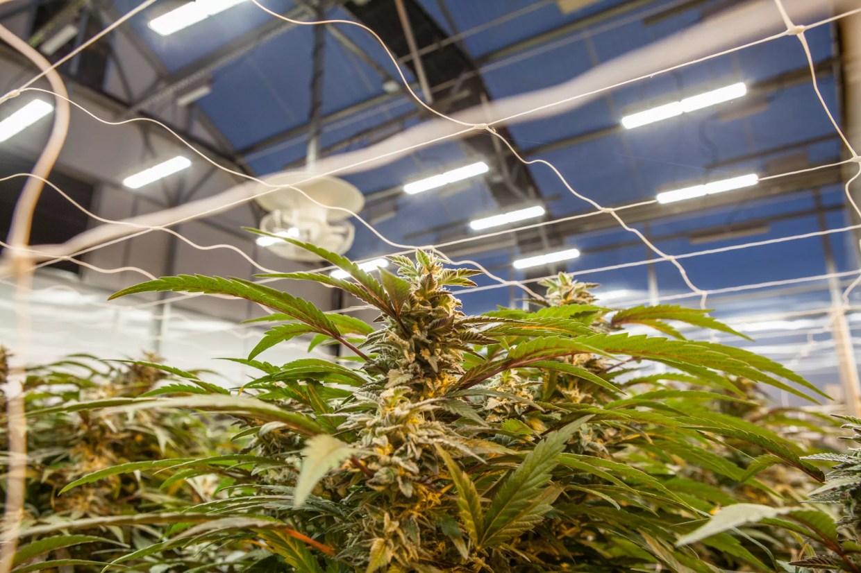 Boulder Marijuana Recall Amended to Include More Products