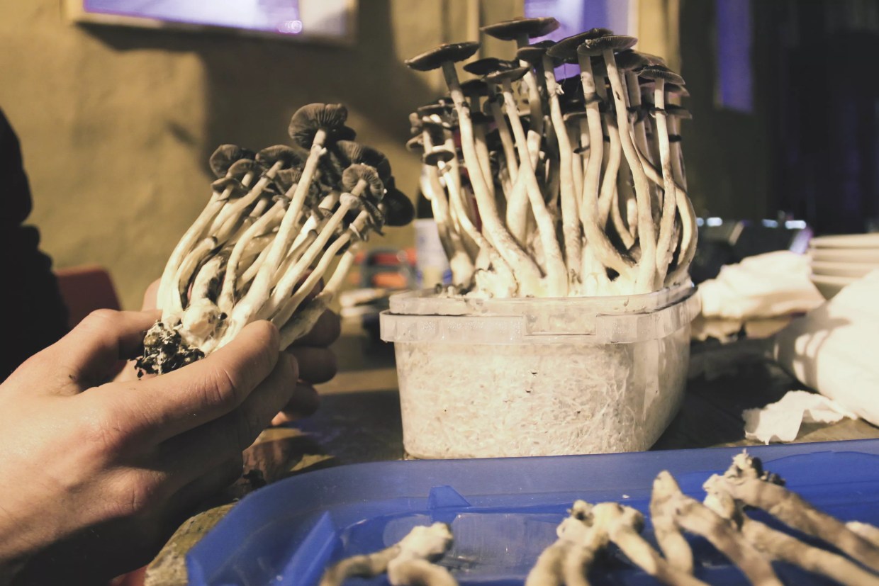 Magic Mushroom Rabbi Unfazed After Arrest, Believes Psychedelics Are a Religious Right