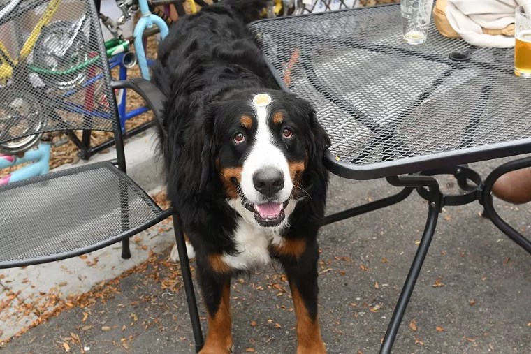 Reader: I’d Like to Eat My Meal Without a Side of Barking Dog