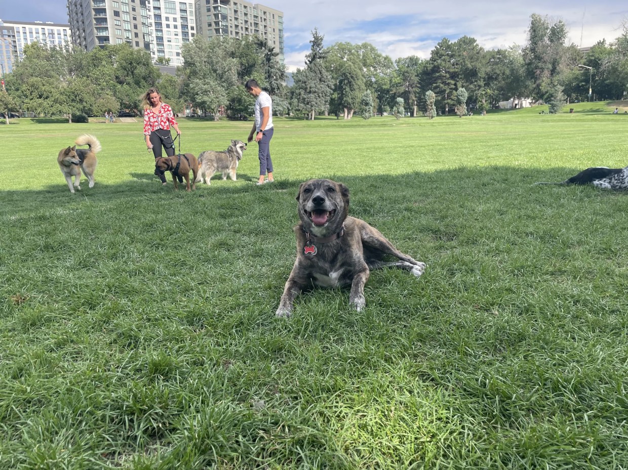 Denver Parks and Recreation Cracking Down on Off-Leash “Dog Parties”