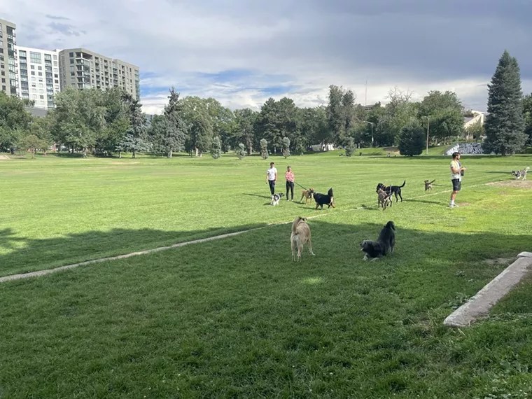 A dog party in Denver, Colorado.