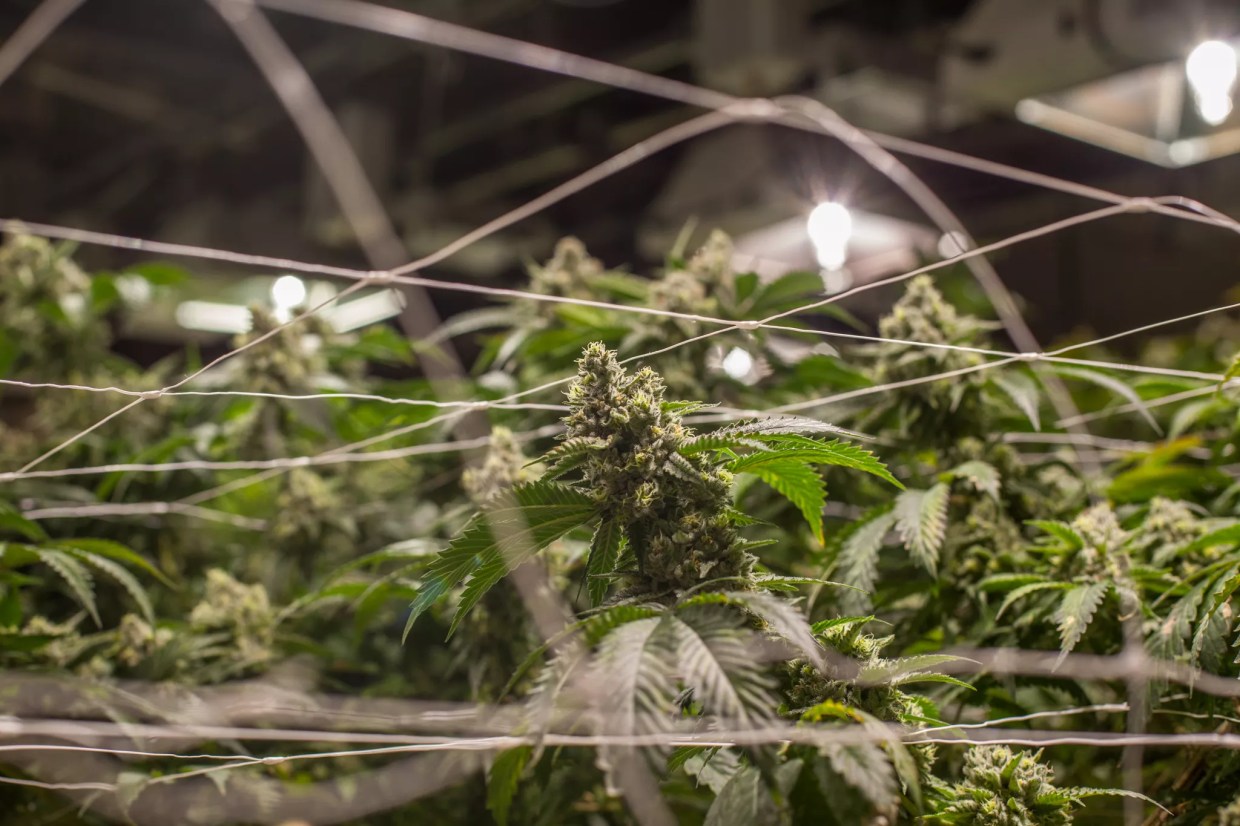 Proof of Lawful Residence No Longer Required to Own Denver Marijuana Business