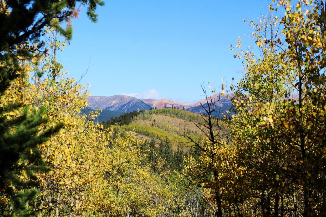 Mountain and tree views on the Colorado Trail near Kenosha Pass.