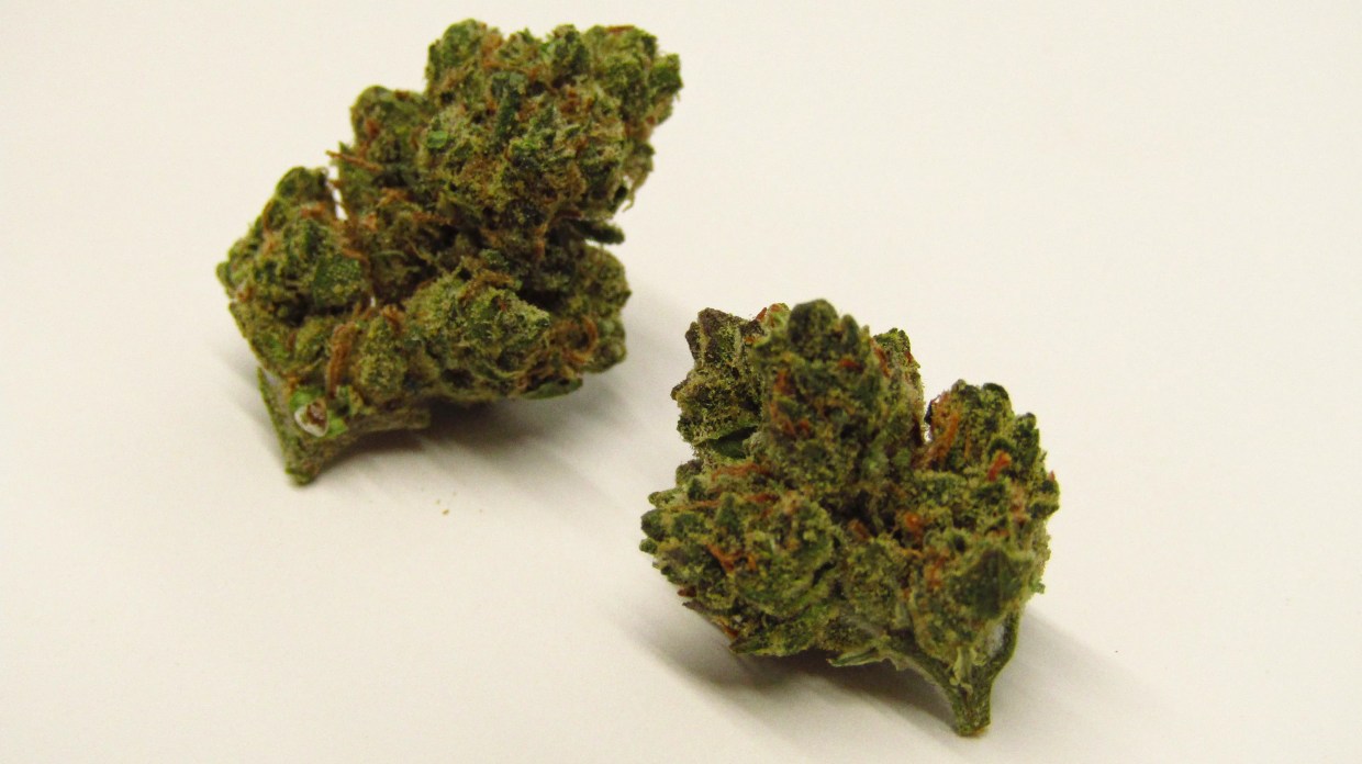 Why Colorado Tokers Love Larry OG