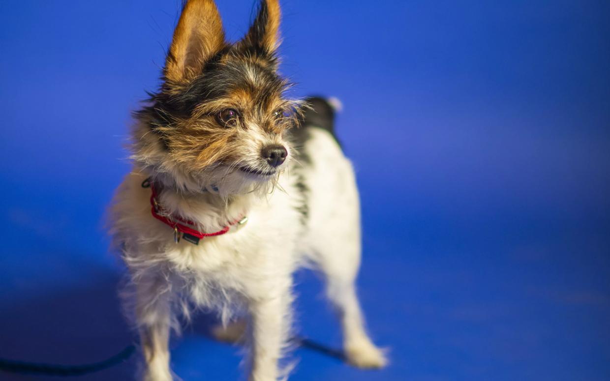 Animal Shelter Demand Has Staffers Working Like Dogs