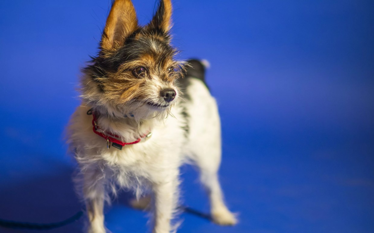 Animal Shelter Demand Has Staffers Working Like Dogs