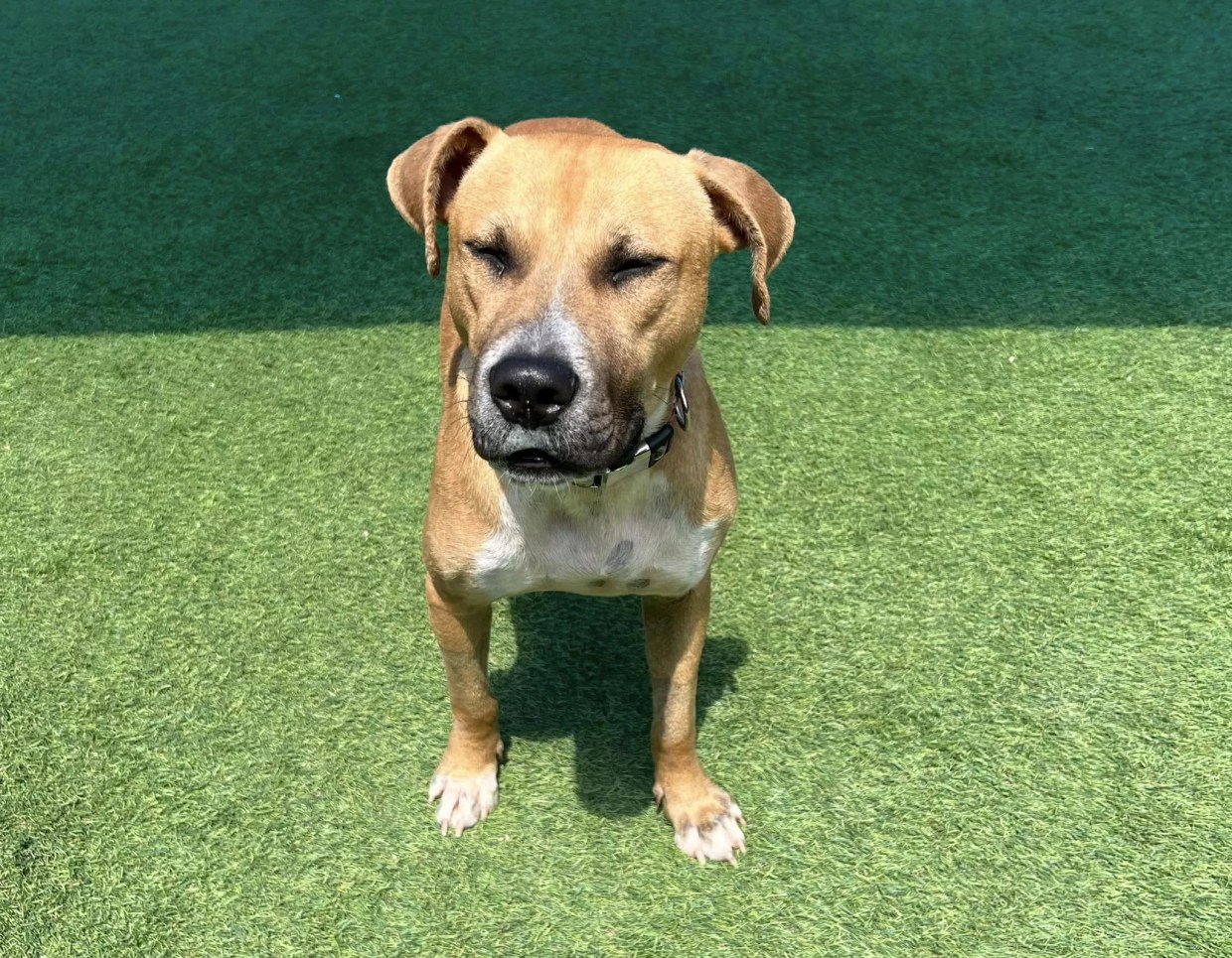 Colorado Rescues Offer Sanctuary for Animals From Nearby States