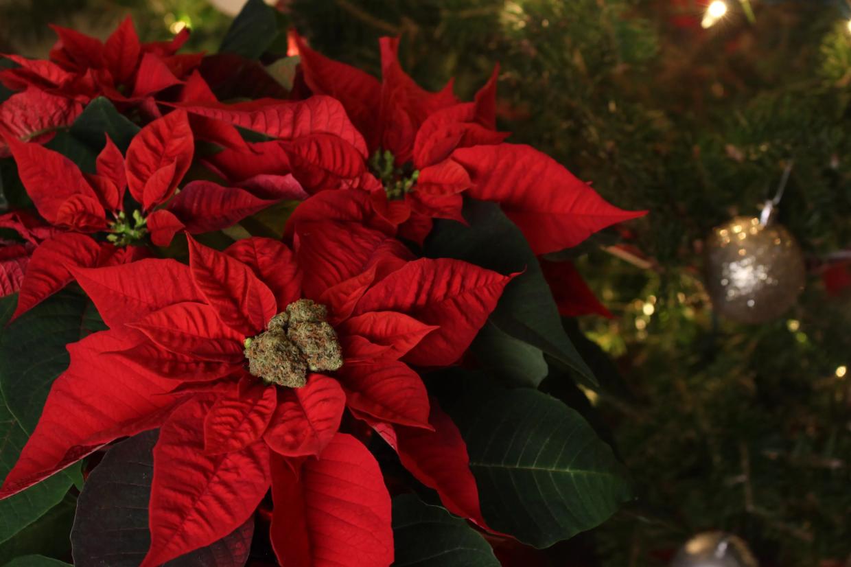 Colorado’s Cannabis Christmas Gift Guide