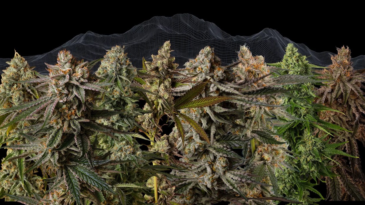 Good Chemistry Changes Formula With New Breeding Program