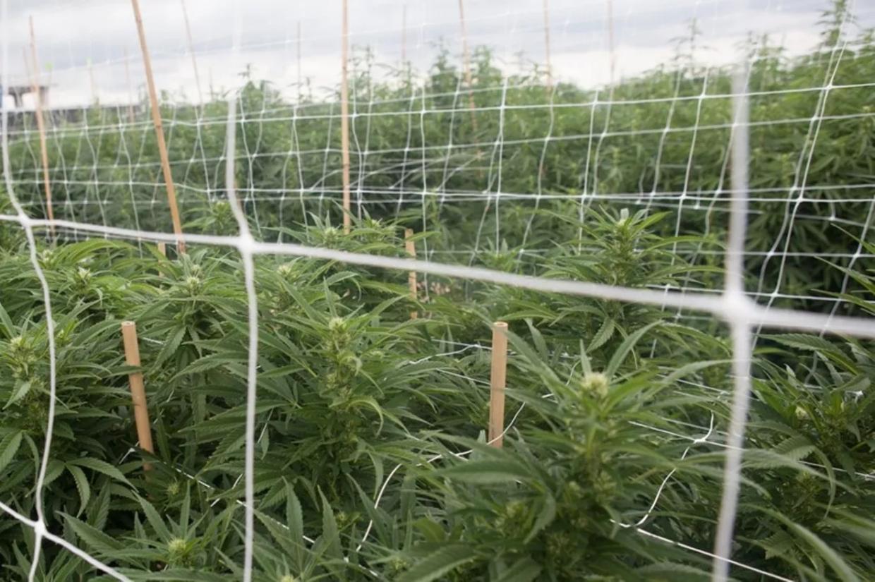 Marijuana Giant Curaleaf Closes Colorado Operations