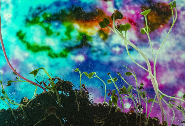 an ant farm with a psychedelic image as the backdrop