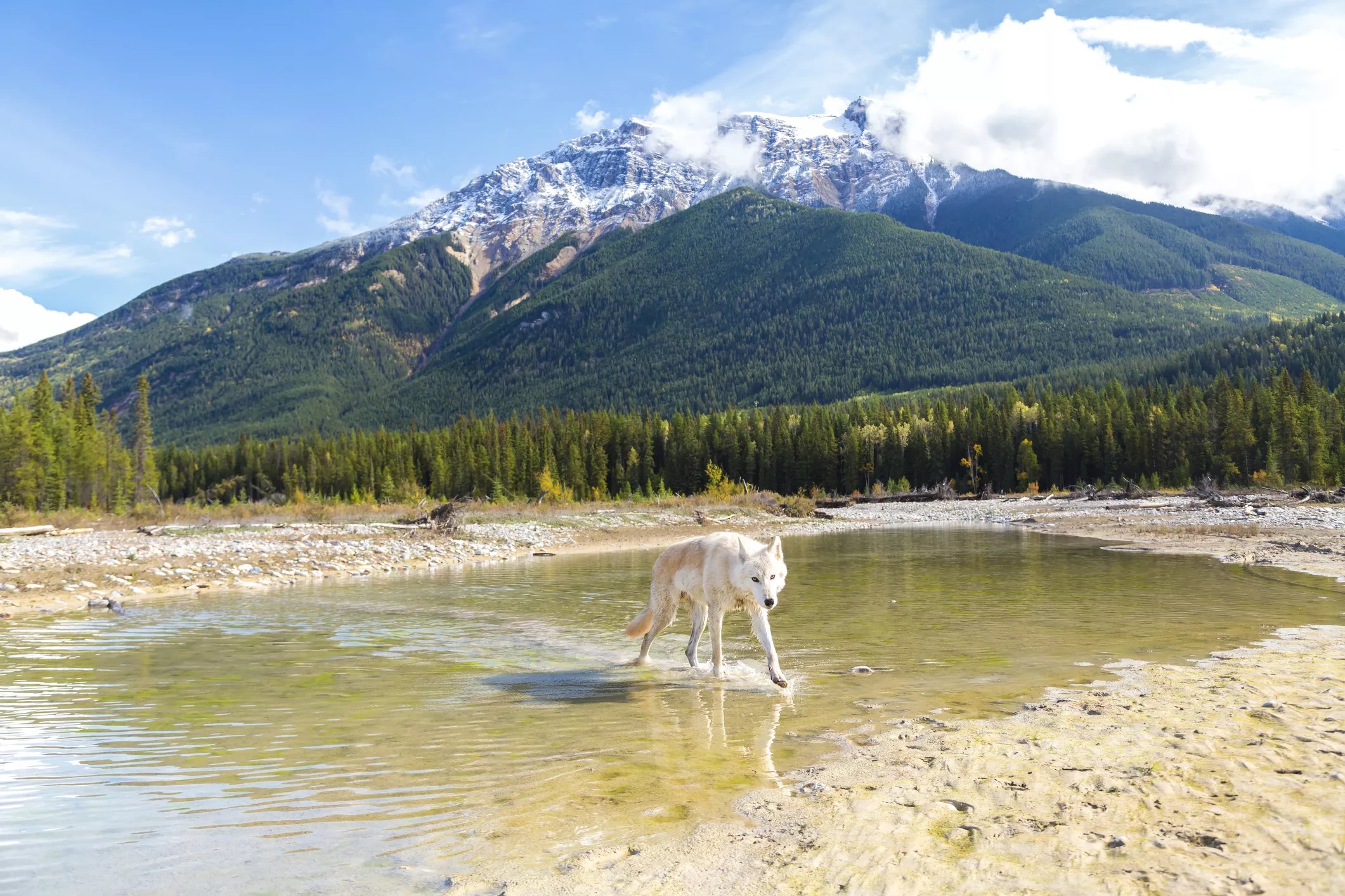 A white and brown wolf stands in a lake on a sunny day in front of snow-capped mountains.