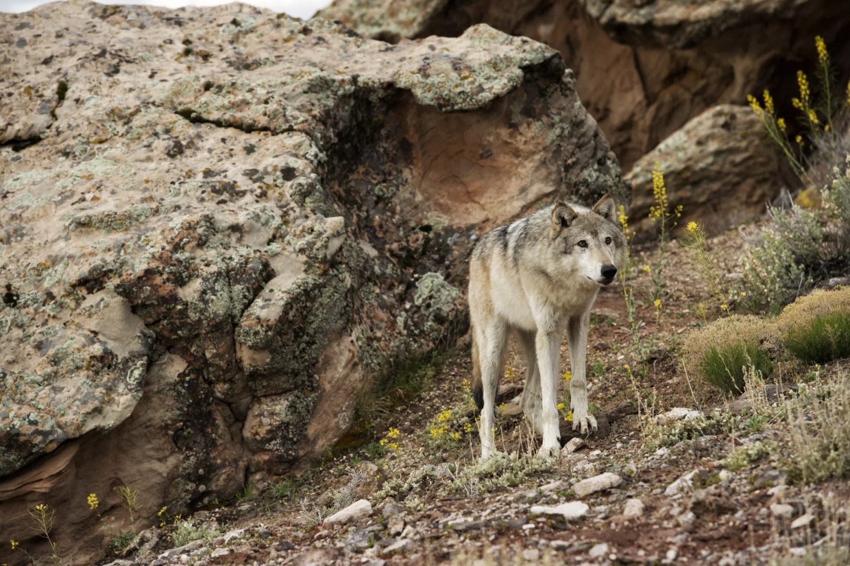 Are Wolves an Experimental Population? The Answer Could Affect Reintroduction