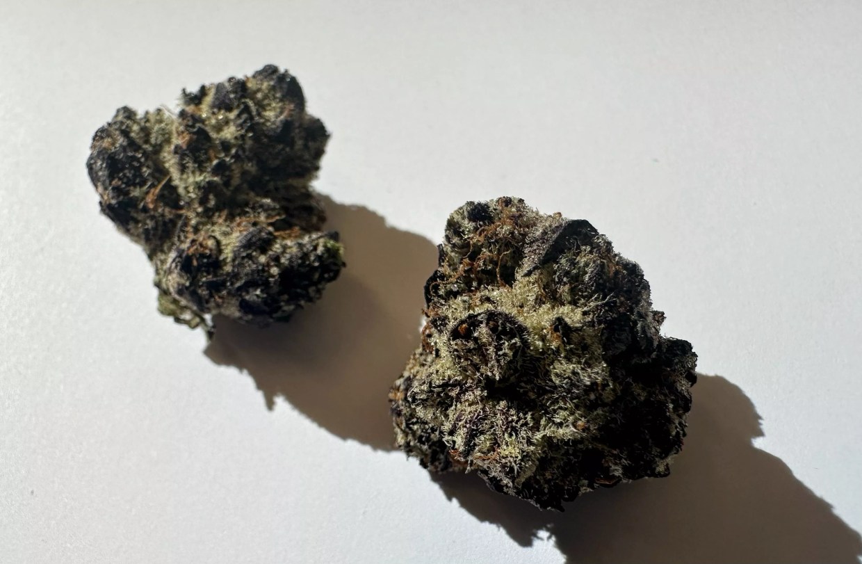 Why Colorado Tokers Love White Truffle
