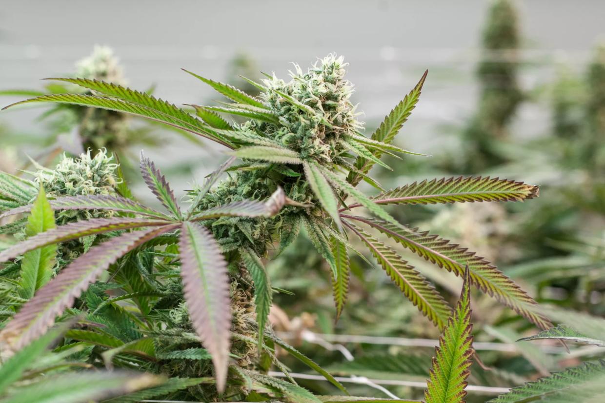 Legal Weed Prices Hit Another Record Low